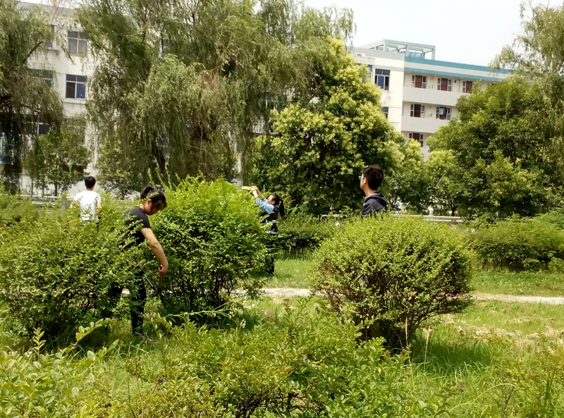 梓桐園藝社開(kāi)展校園灌木修剪造型活動(dòng)